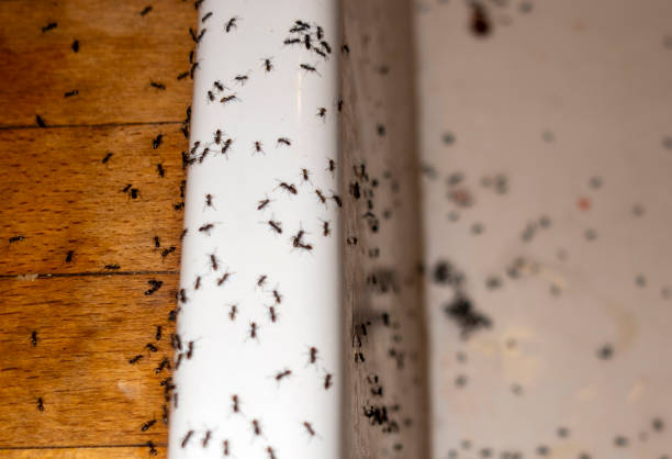 Best Wasp Removal Services  in Groton, SD